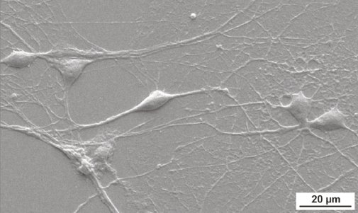 neurons grown on graphene