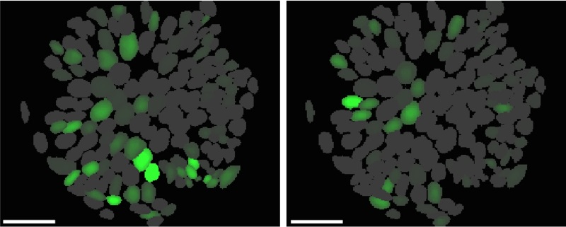 neurons of mice searching eating