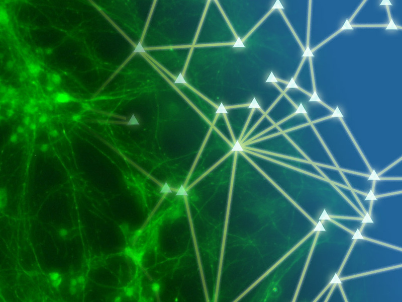 neurons_calcium_fluorescence neurons_calcium_fluorescence