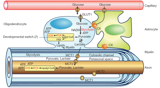 oligodendrocytes and myelinated axons