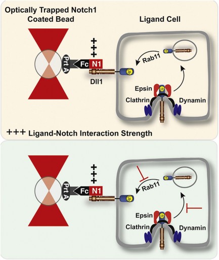 optical_tweezers