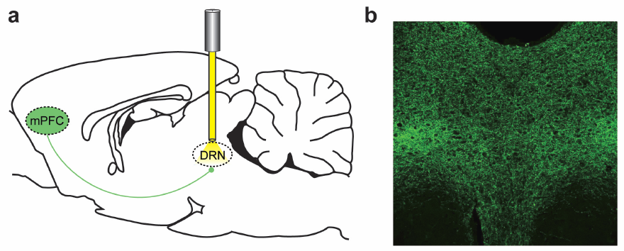 optogenetic inhibition