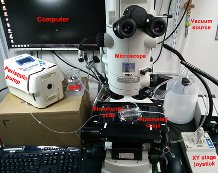 optogenetic light stimulation
