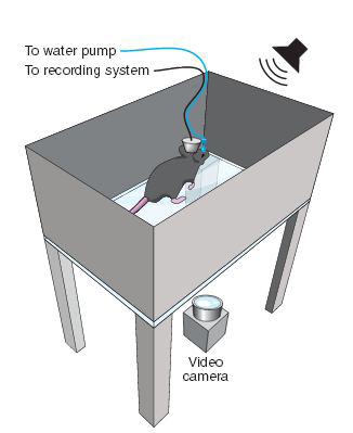 optogenetic_stimulation