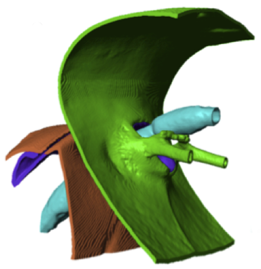 oscantModel_neck