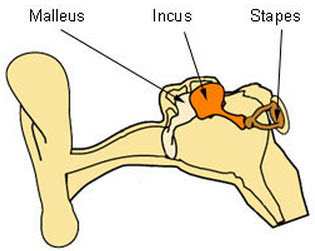 ossicles