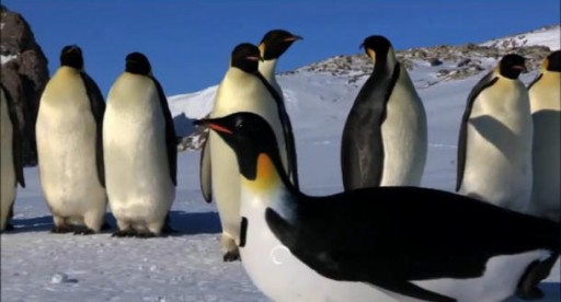 penguinbbc_610x329