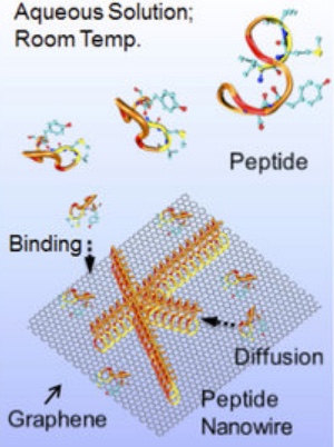 peptide self-assembly