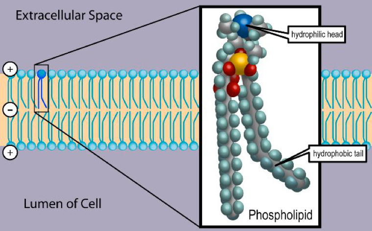 phospholipid