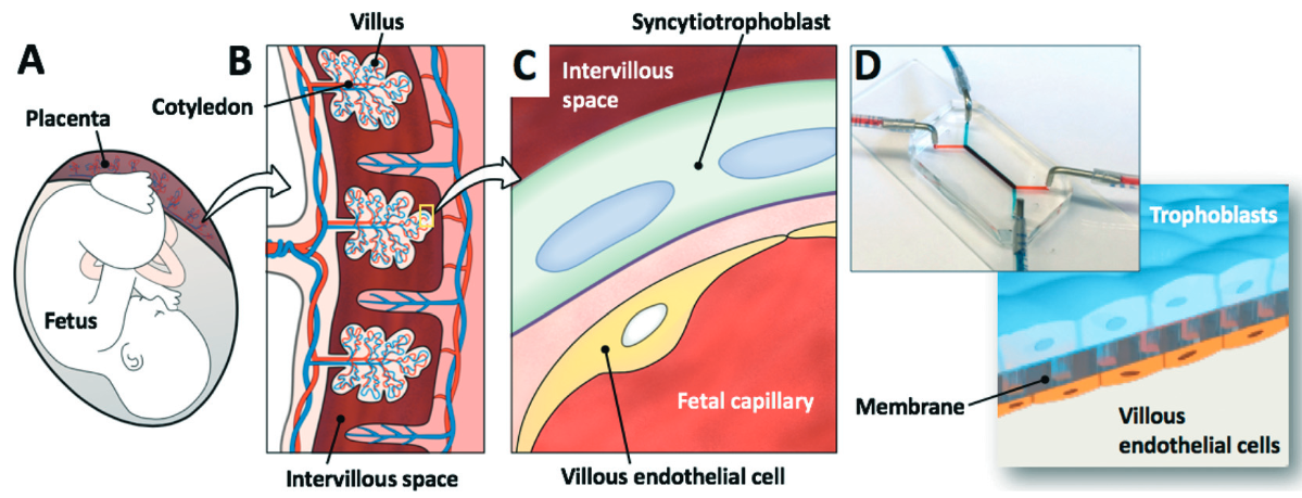 placental-barrier model