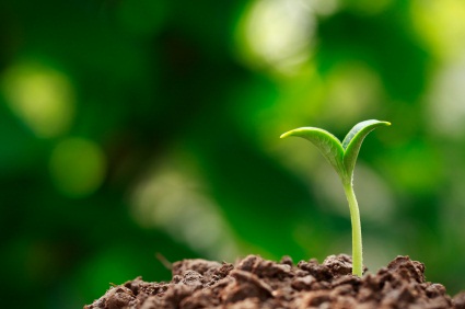 plant