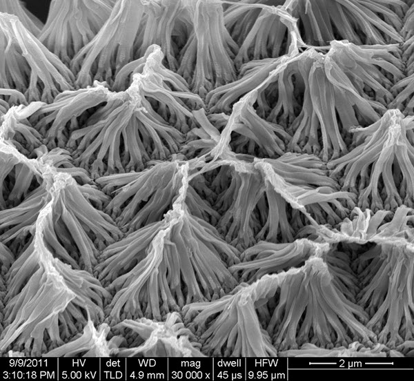 polyprrole-nanowires