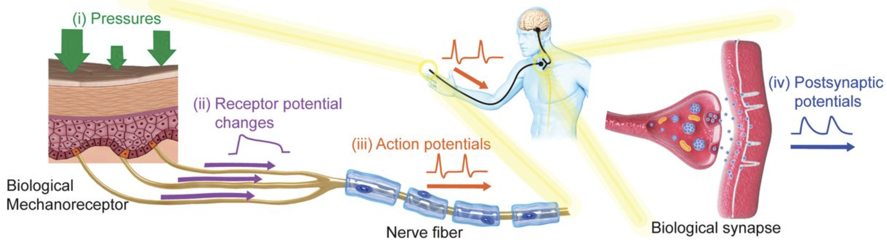 pressure-activated afferent nerve