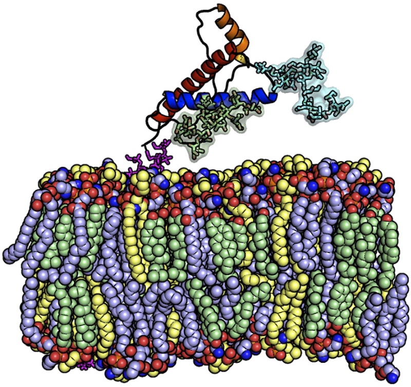 prion protein model