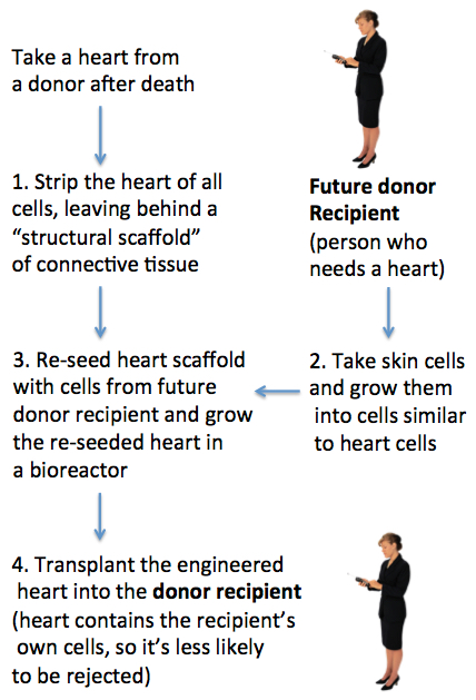 producuing bionengineered heart