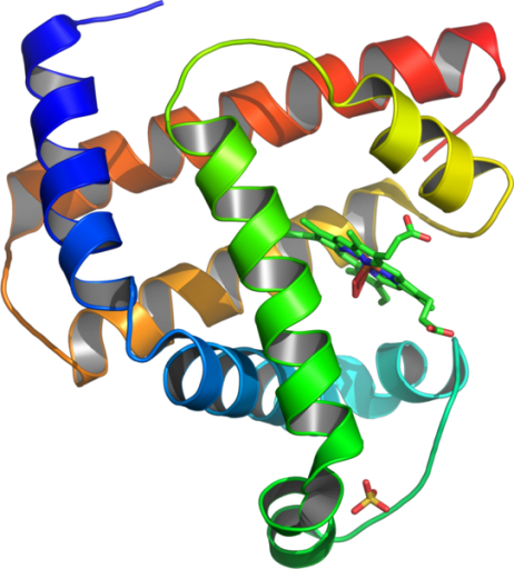 protein
