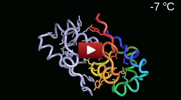 protein_infolding_clip
