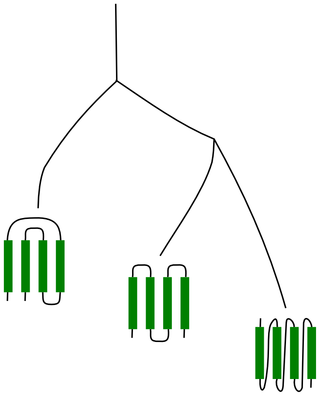 protein_topologies_optimization
