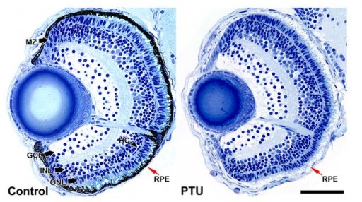 purdue_zebrafish_eye