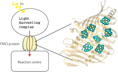 Quantum entanglement in a real biological system found «  the Kurzweil Library + collections