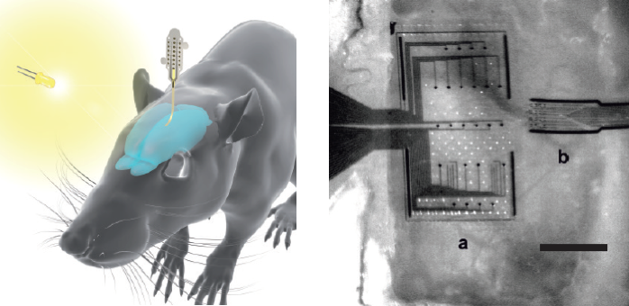 rat neural implant