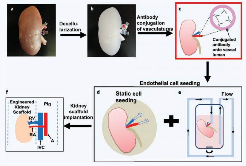 re-endothelialization