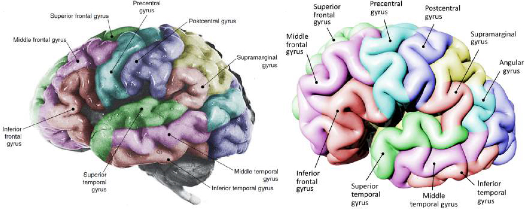 real vs simulated brain folding