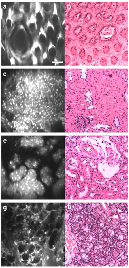 realtime-microscope-images