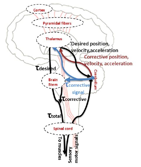 recurrent_forward_control_loops recurrent_forward_control_loops