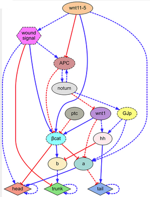regulatory network