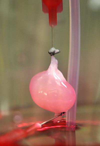 reseeded_rat_kidney reseeded_rat_kidney
