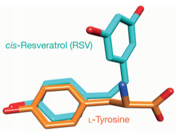 resveratrol - tyrosine