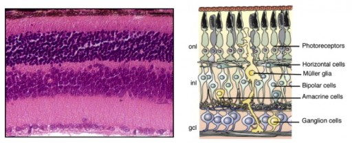 retinal_tissue