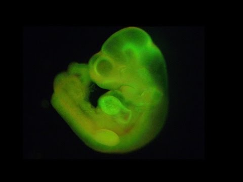 riken_mouse_embryo