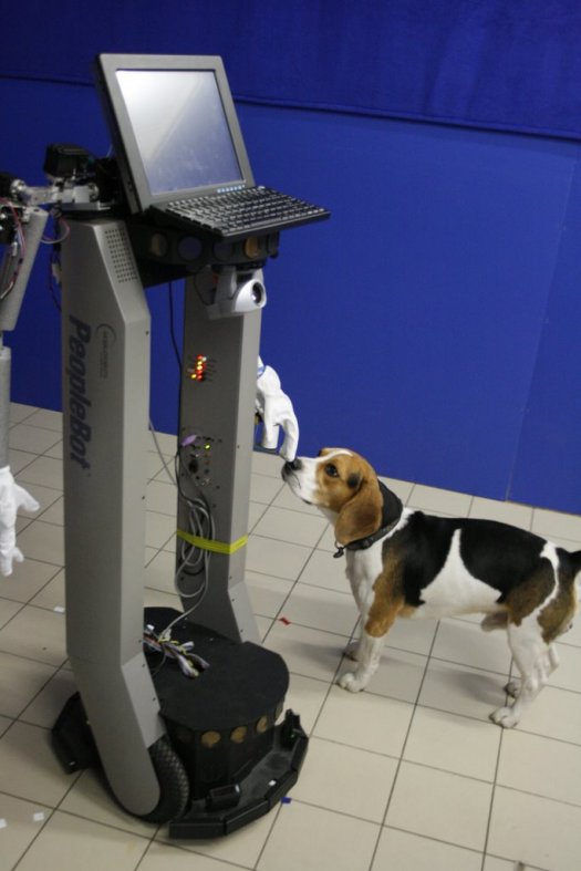 robotdogvert