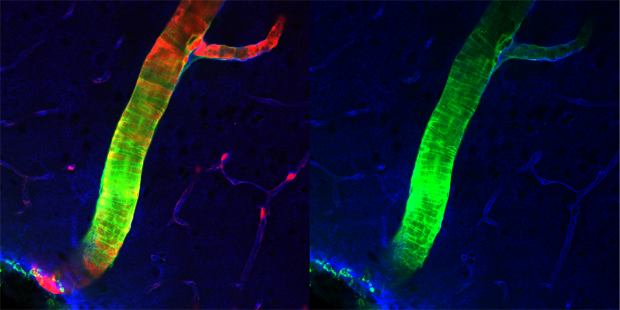 rochester_muscle_cells rochester_muscle_cells
