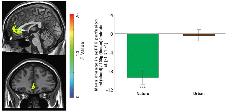rumination to sgPFC