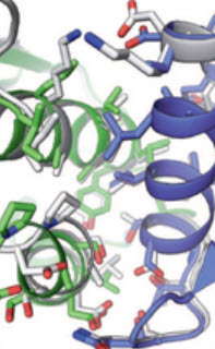 self-assembling protein