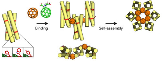 self-assembly with fullernene
