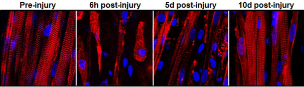 self-repairing-muscle-fibers