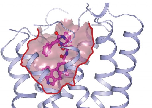 serotonin_receptor