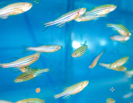 silver nanoparticles in zebrafish