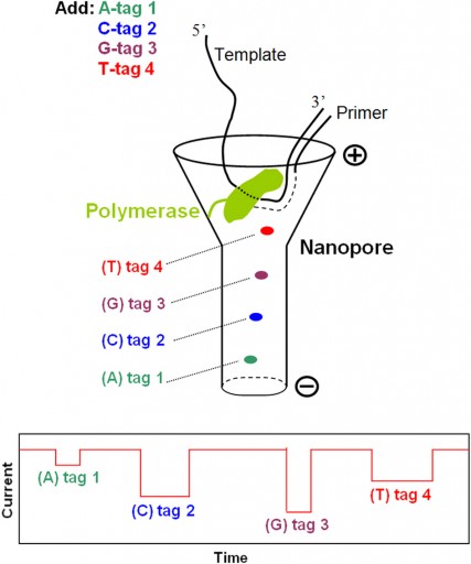 single_molecule_dna_sequencing_nanopore