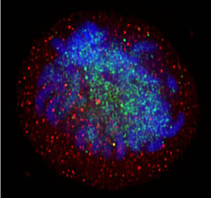 sirt1_protein
