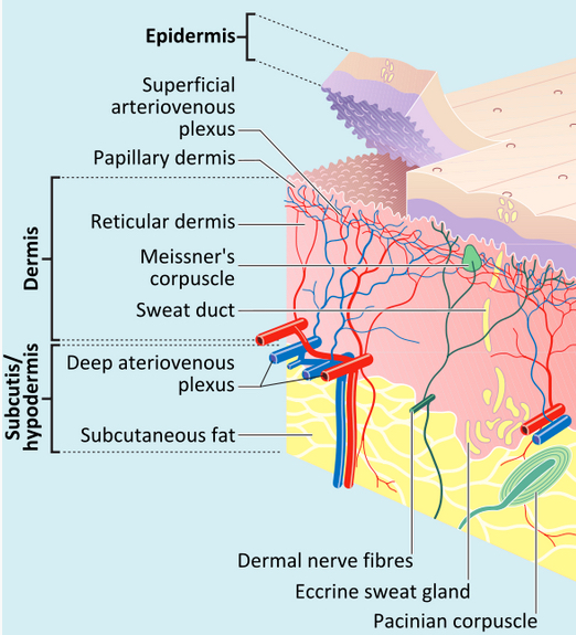 skin layers