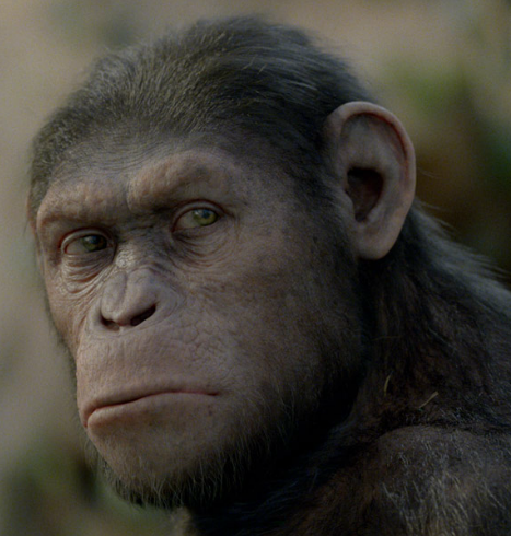 smart_chimp