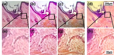 smartphone-microscope-images