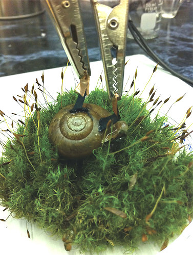snailsofwar
