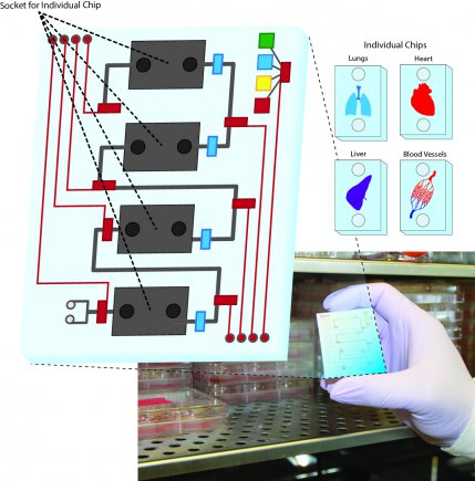 socket_individual_chip