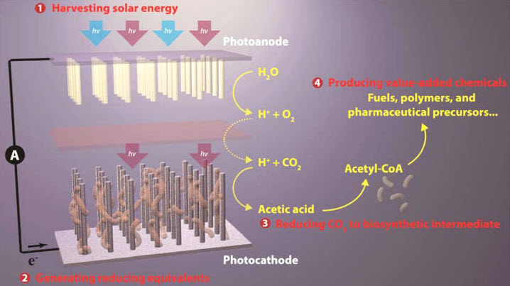 solar powered artificial photosynthetic approach